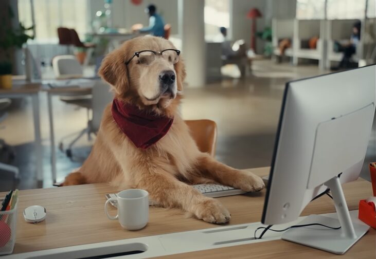 a dog sitting in front of a computer in an office for Zapier commercial